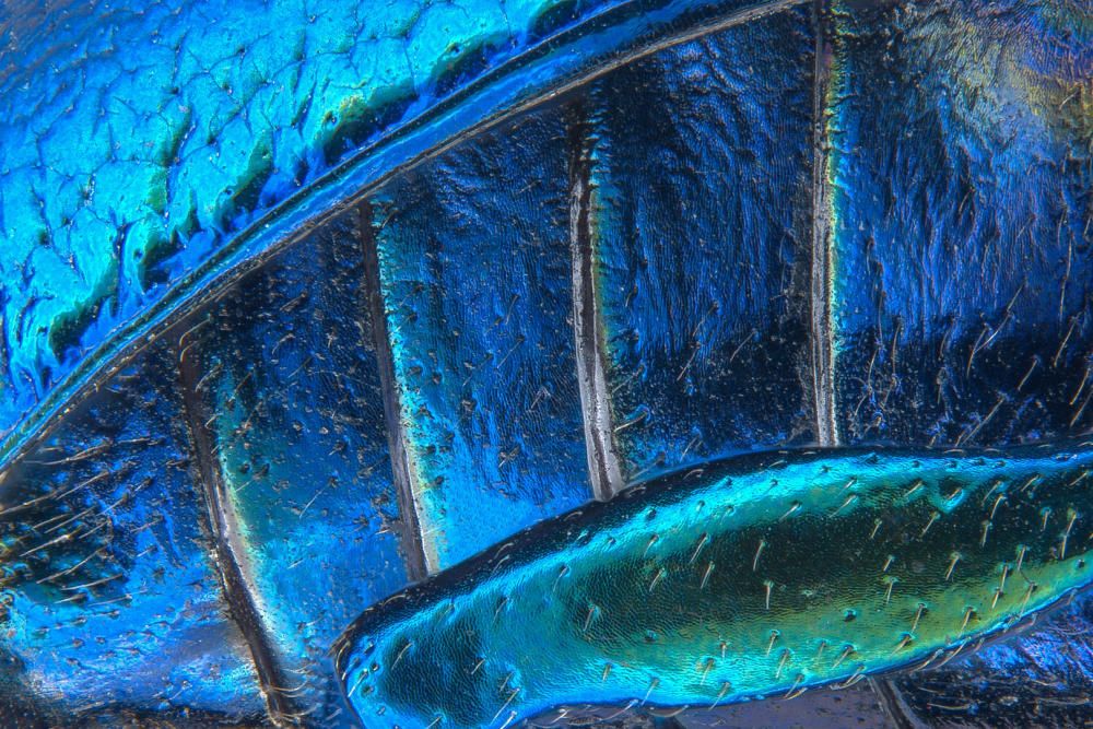 ''Nikon Small World'', las mejores fotografías micro