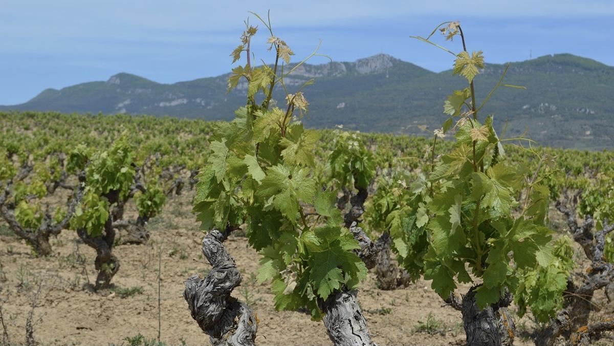 En los años 90 del siglo XX hubo cuatro o cinco años bastante secos que afectaron el viñedo