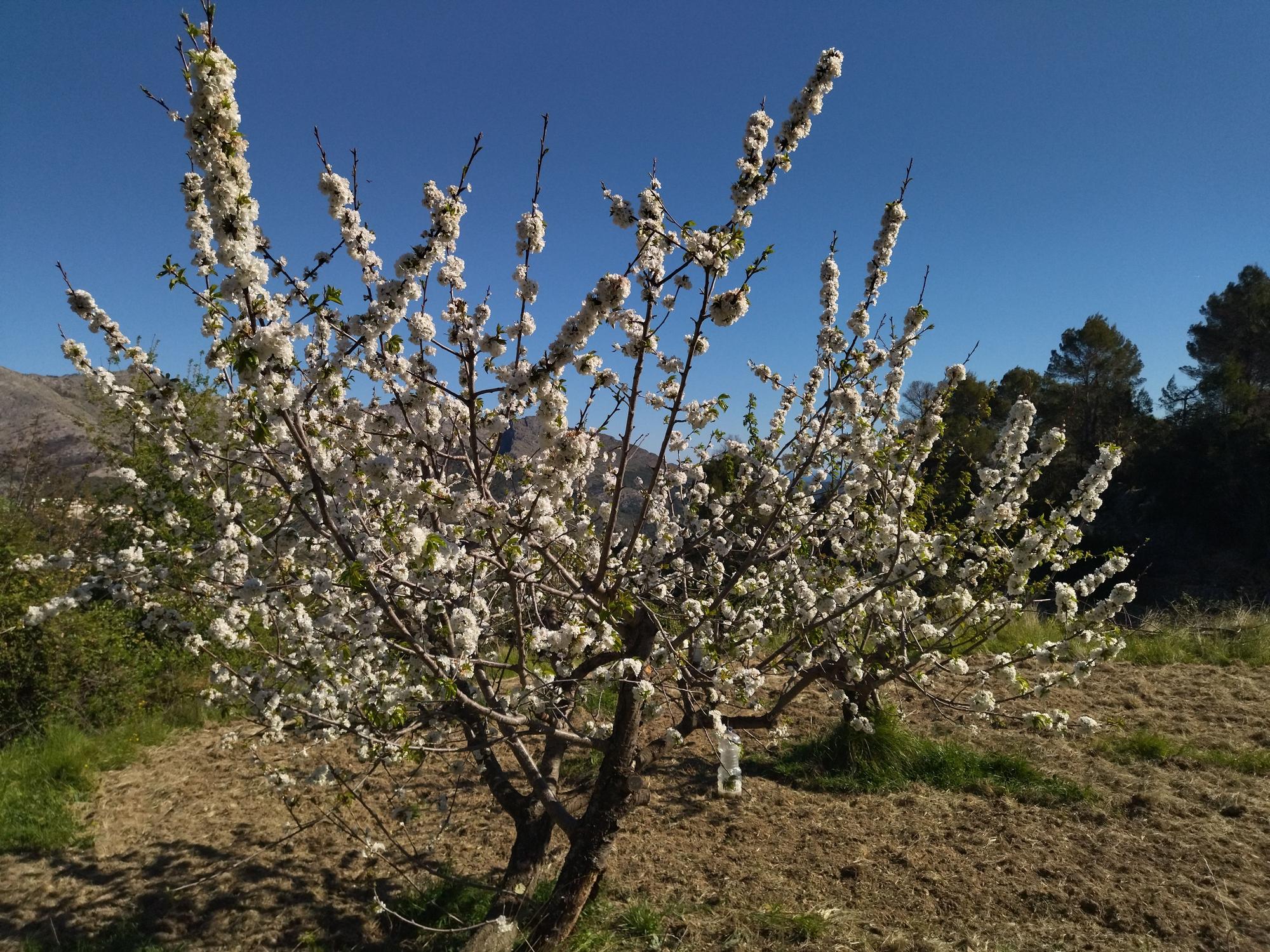 El "Hanami" valenciano: ya florecen los cerezos en la Vall de Laguar