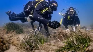 Científicos españoles desarrollan un sistema más rápido y eficaz para replantar posidonia en el Mediterráneo