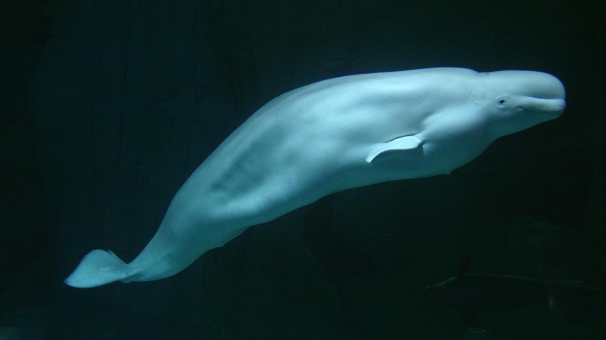 Macho de beluga del Oceanogràfic.
