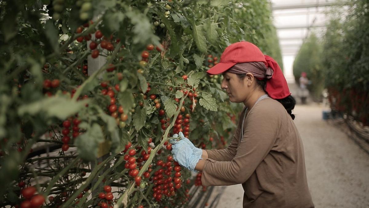 El tomate sigue siendo el producto estrella de la compañía.