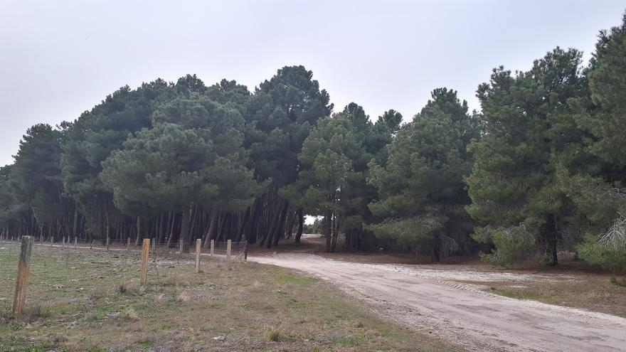 Polémica en Segovia por un plan de regadío que amenaza 1.100 hectáreas de pinar y un acuífero subterráneo