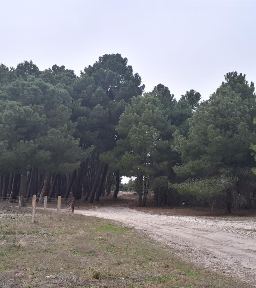 Polémica en Segovia por un plan de regadío que amenaza 1.100 hectáreas de pinar y un acuífero subterráneo