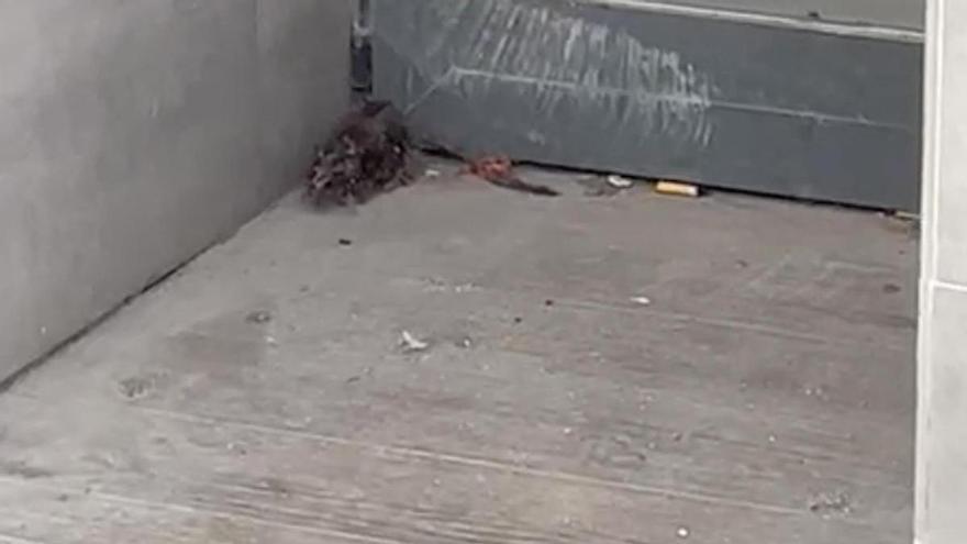 Una rata se pasea frente a la Diputación de Alicante