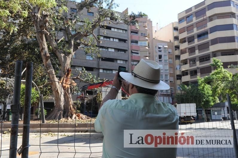 El día después de la caída de la rama del ficus de