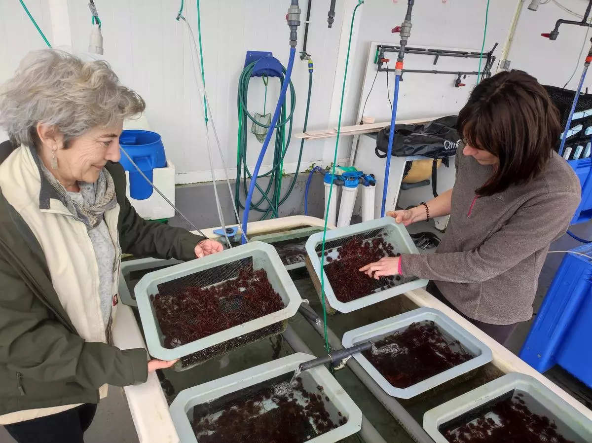 En imágenes: El día a día en el Centro de Experimentación Pesquera de Castropol, donde trabajan con oricios, almejas y ostras