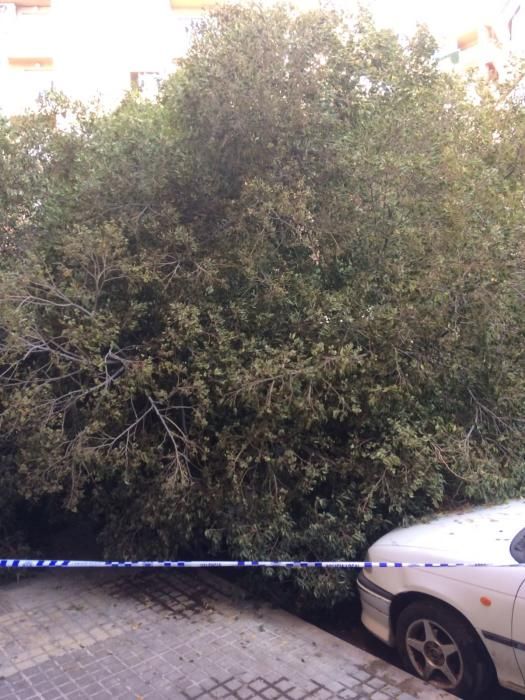 Cae un árbol en la calle Mariano Ribera