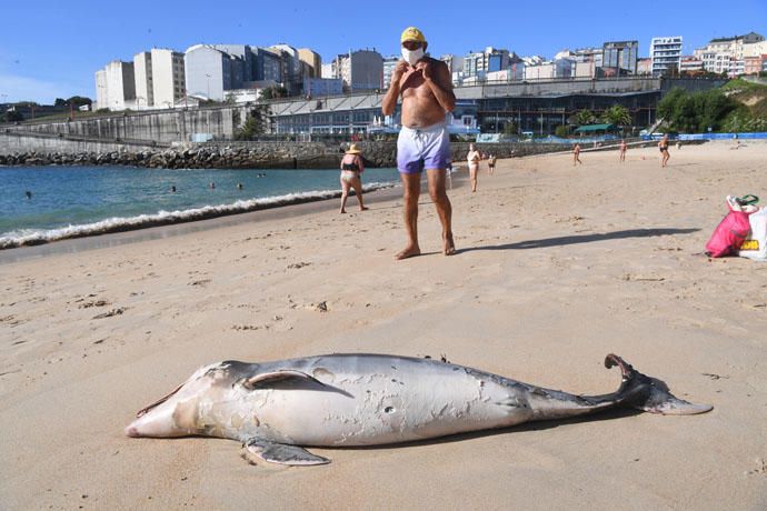 El mar arrastra a San Amaro a una cría de delfín