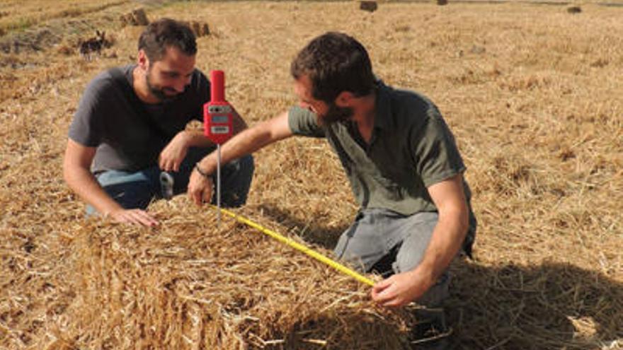 El Banco de Paja del Arroz de l´Albufera recoge 1.015 balas para ser reutilizadas