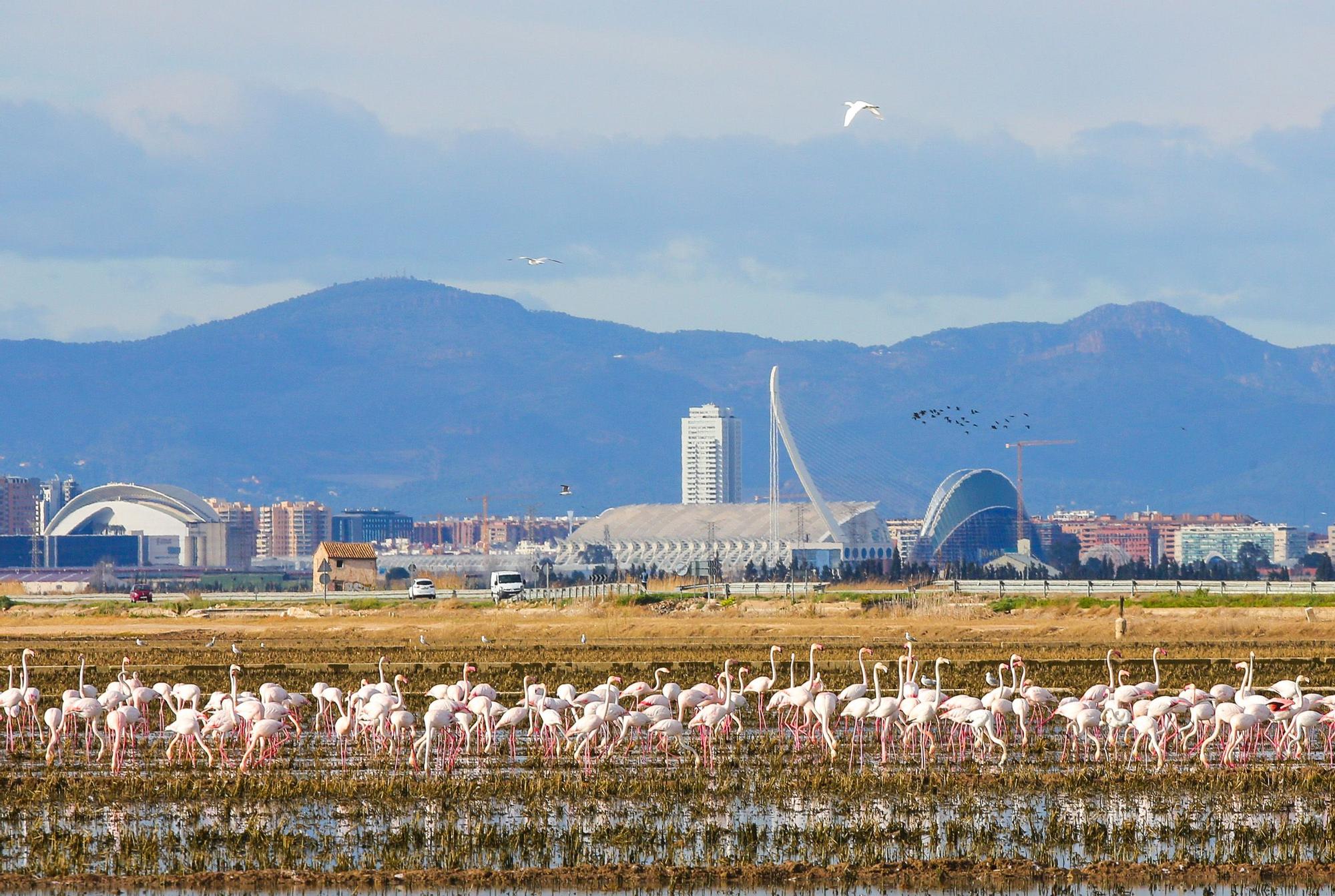 Las mejores imágenes de l'Albufera en el Día Mundial de los Humedales