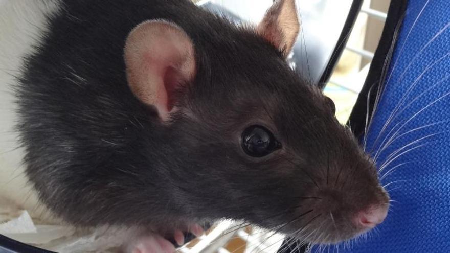 Vecinos de Llíria afectados por una plaga de ratas denuncian que el foco sigue sin control