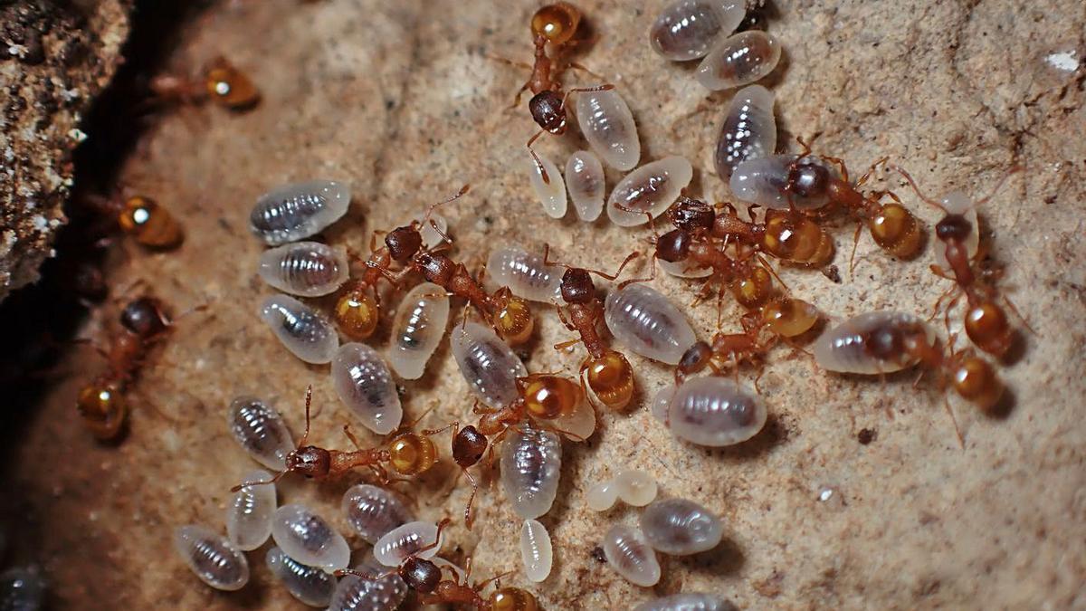 Ejemplares de Temnothorax estel, la especie de hormiga descubierta en la sierra de Aitana. | JAVIER ARCOS