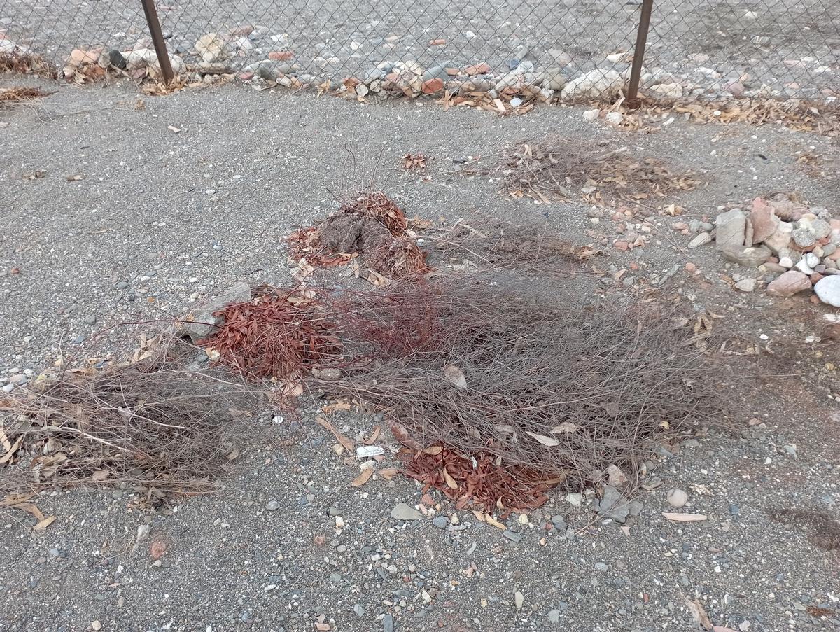 Restos de 'Limonium carminis' dañados por los temporales.