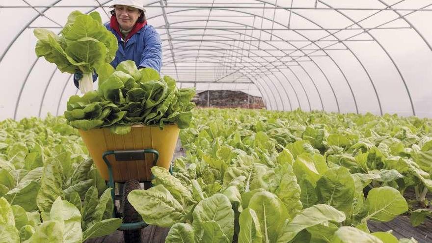 Una productora local que vende a Vegalsa-Eroski.