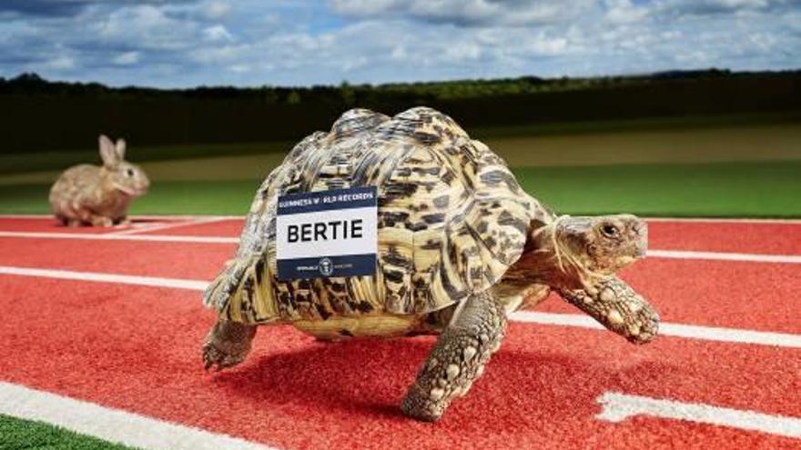 La tortuga más veloz del mundo recorrió 100 metros en seis minutos