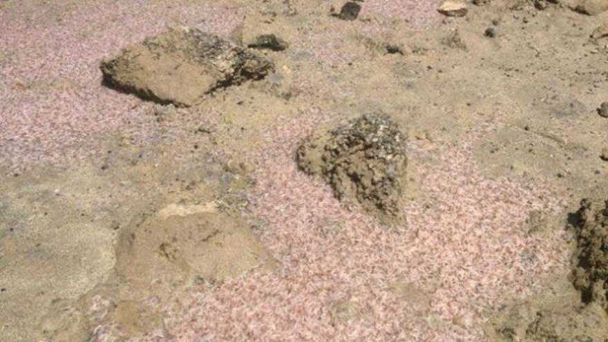 La invasión de algas verdes revela focos de contaminación en el litoral