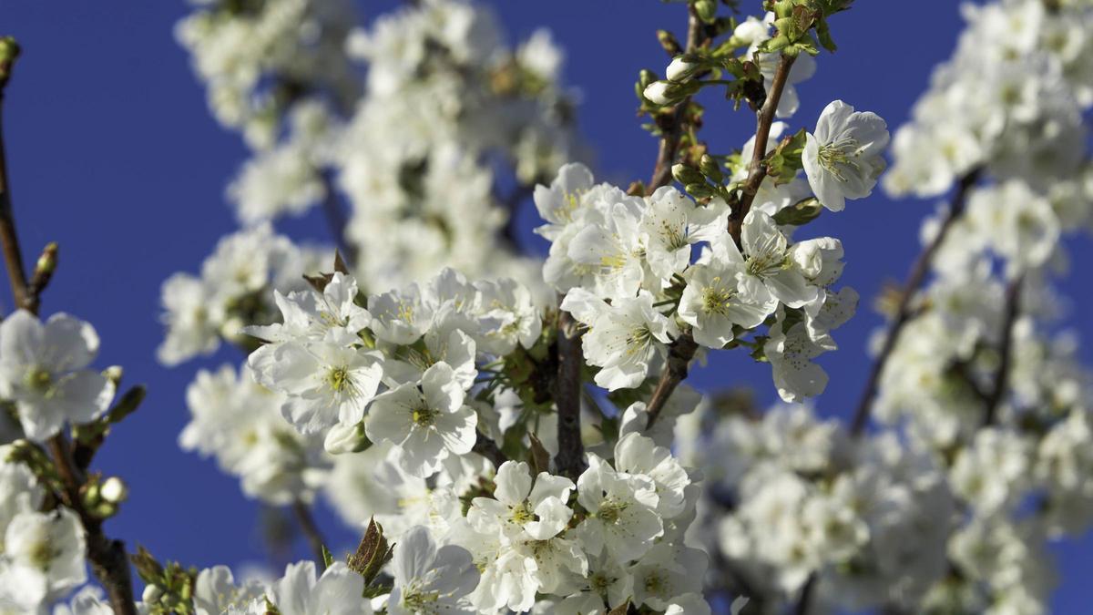 Fotogalería | El sol y la subida de temperaturas favorecen la floración de los cerezos del Jerte