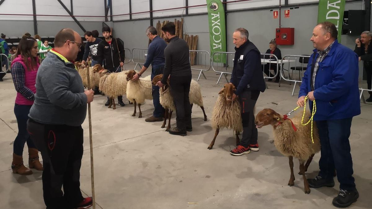 La feria de ganado ovino de Laviana reúne a 250 animales y 24 ganaderías