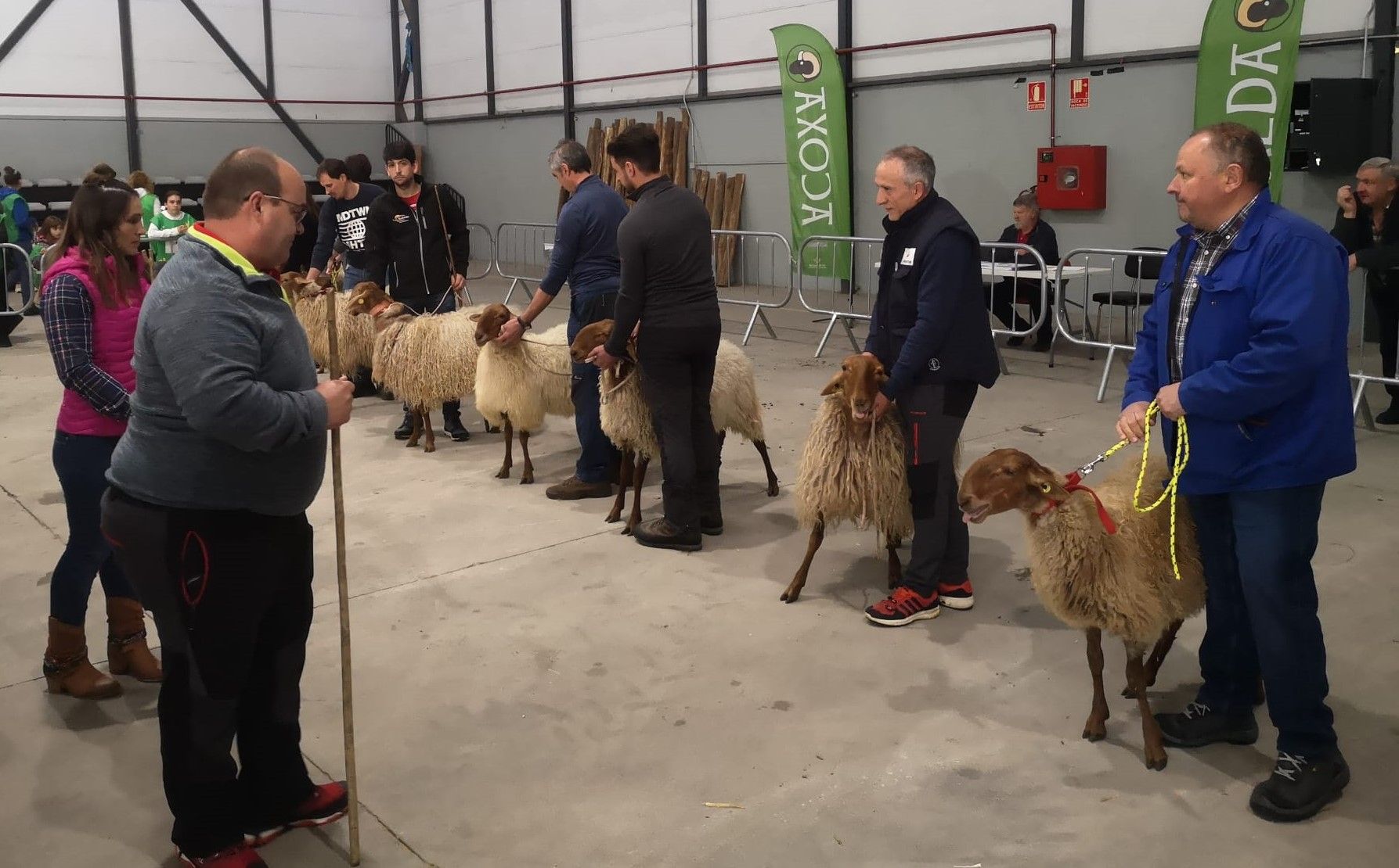 La feria de ganado ovino de Laviana reúne a 250 animales y 24 ganaderías