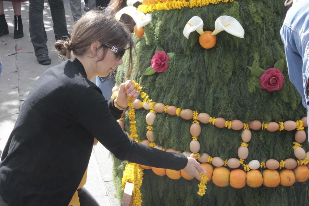 Cantos, humor y flores en los "maios" de Pontevedra