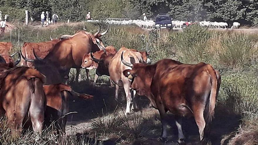 Vacas cachenas en montes de Lucenza. |   // FDV