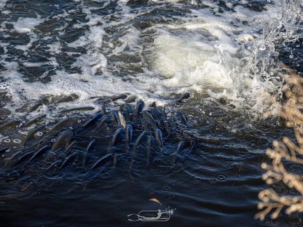Fische drängen sich an den Wasserauslässen.