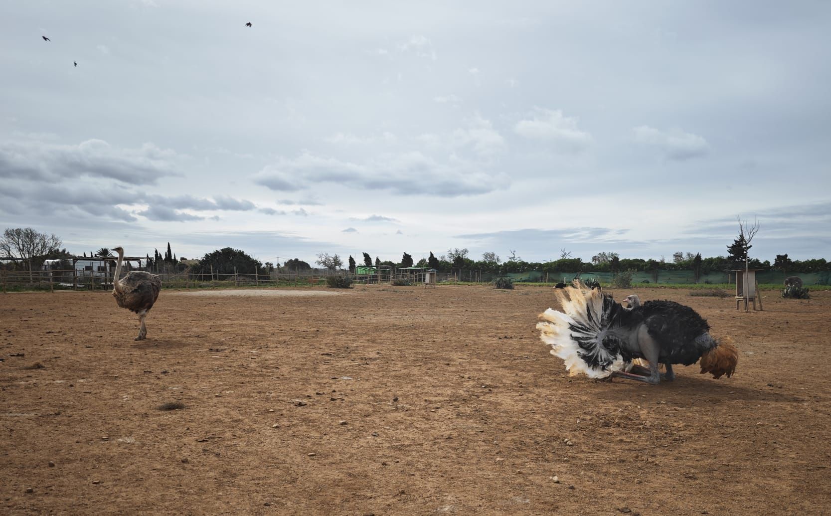 Fotos | La granja de avestruces de Mallorca, en imágenes