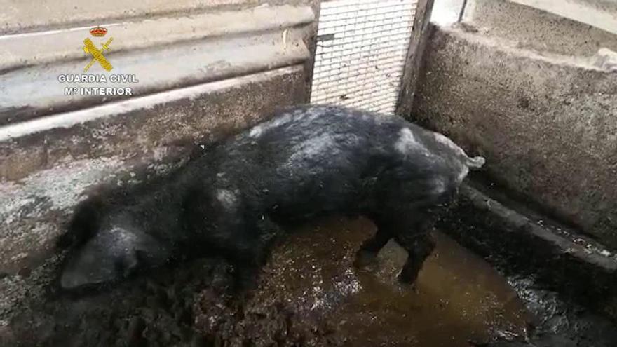 Maltrato y abandono animal en una granja de Las Palmas de Gran Canaria