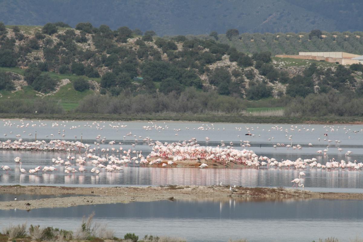 Los flamencos han colonizado el islote central reformado por la Junta en la Laguna de Fuente de Piedra.