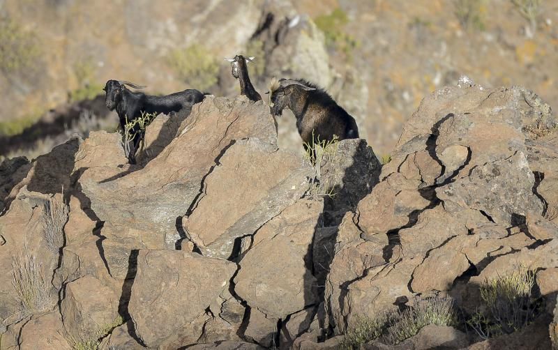 26/05/2018 TASARTICO, ALDEA DE SAN NICOLAS.  Apañada de cabras en la zona de Güi Güi, organizada por el Cabildo de Gran Canaria y  con la colaboración de distintos colectivos. FOTO: J. PÉREZ CURBELO  | 26/05/2018 | Fotógrafo: José Pérez Curbelo