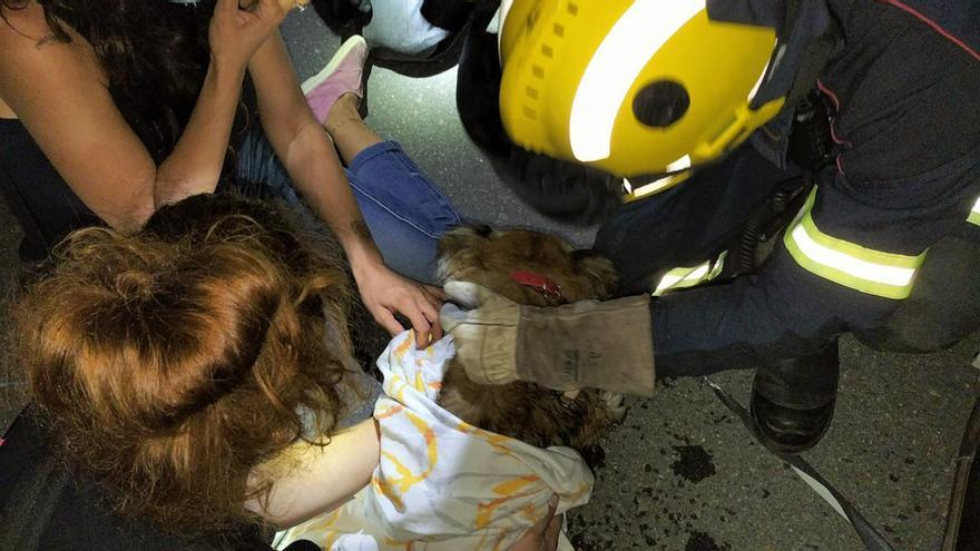 Momento en el que los bomberos asisten al animal rescatado.