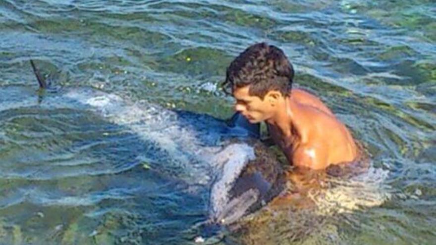 Un joven bañista, junto al delfín moteado que iba a quedar varado en la bahía de Arinaga, ayer. | la provincia / dlp