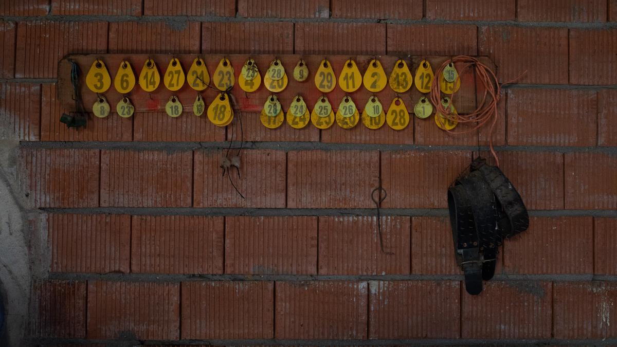 Medallas para identificar a las ovejas y corderos