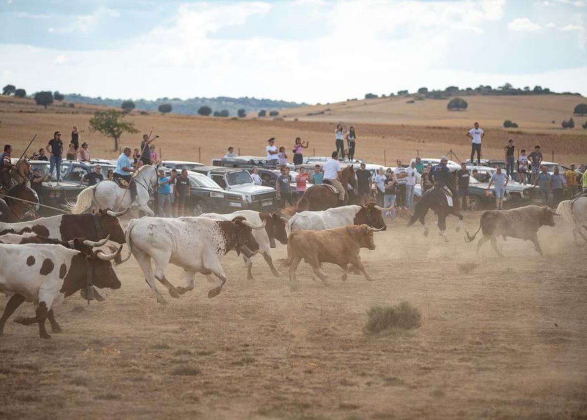 Los astados salen a la carrera junto a los caballistas. | Emilio Fraile