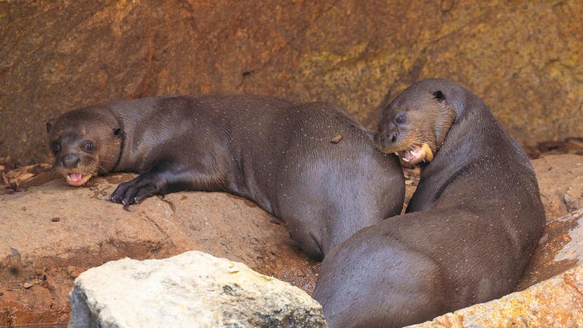 Pareja de nutrias gigantes de Bioparc Fuengirola