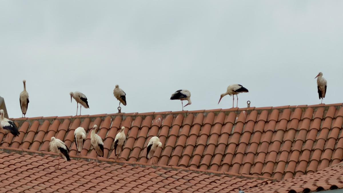 Un estol de cigonyes per Manresa