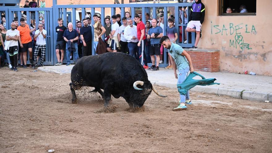 Bou per la vila en les Festes de Sant Pasqual de Vila-real