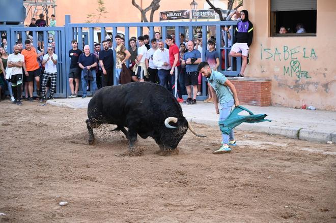 Bou per la vila en les Festes de Sant Pasqual de Vila-real