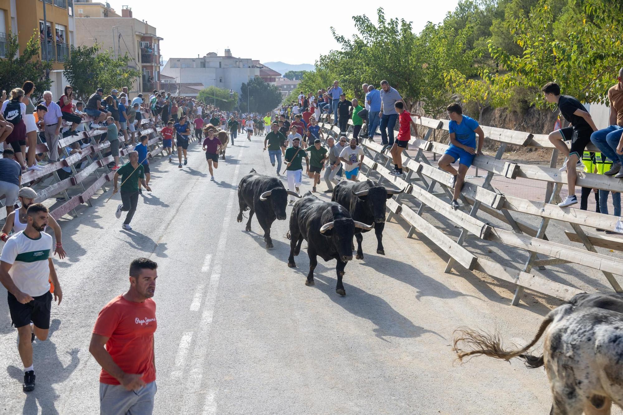 Cuarto encierro de la Feria Taurina del Arroz en Calasparra