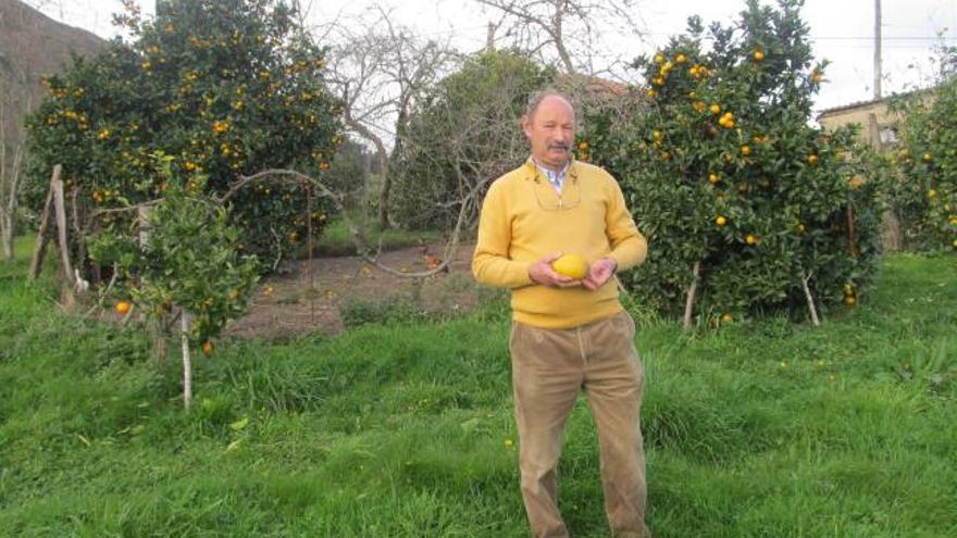 José Manuel Rosete, junto a los naranjos que cultiva en Nocéu.