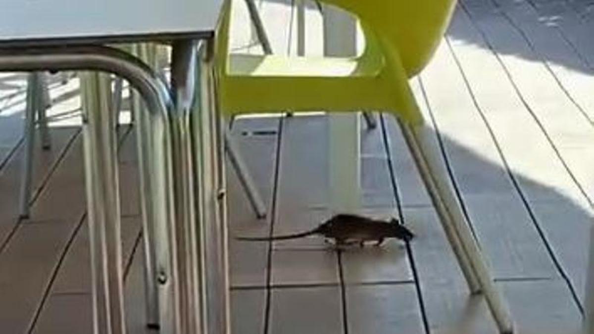 Rosegadors a la piscina d'estiu de les piscines municipals de Manresa