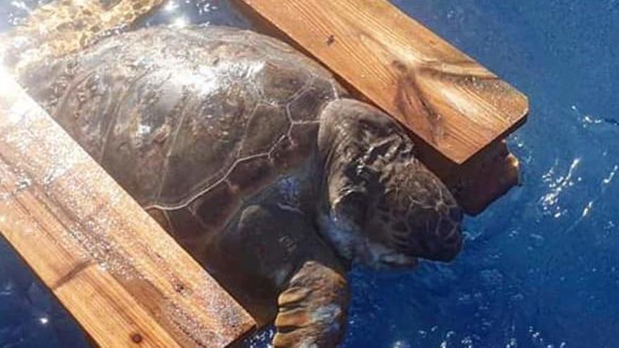 Una tortuga muere atrapada en un palé