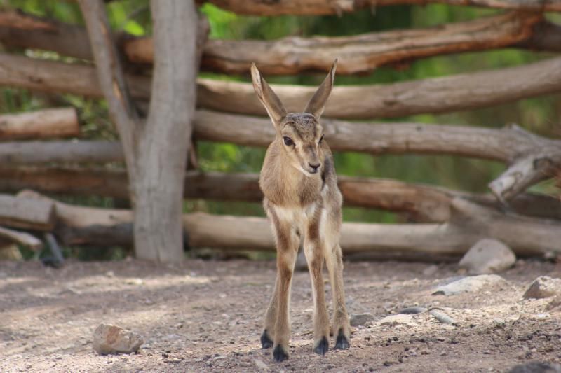 FUERTEVENTURA - Gacelas nacidas en Oasis Park -   | 05/05/2018 | Fotógrafo: Gabriel Fuselli