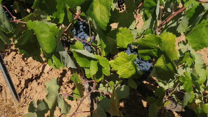 La cosecha de uva de vino será un 30% inferior a la anterior aunque con una gran calidad