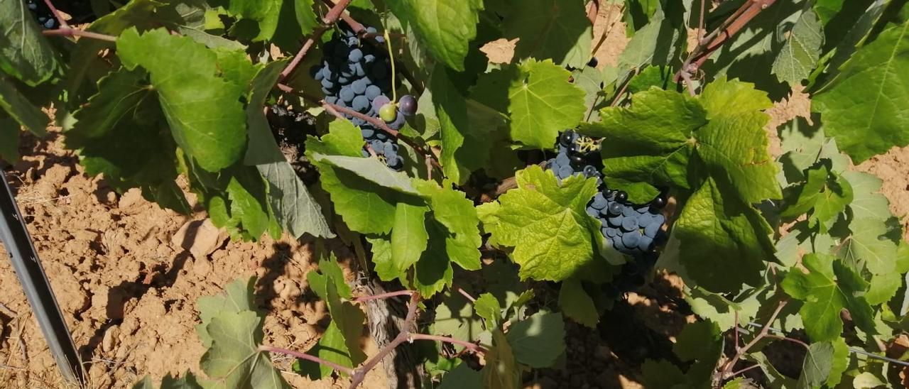 Viñas en Utiel, Requena, en una imagen reciente.