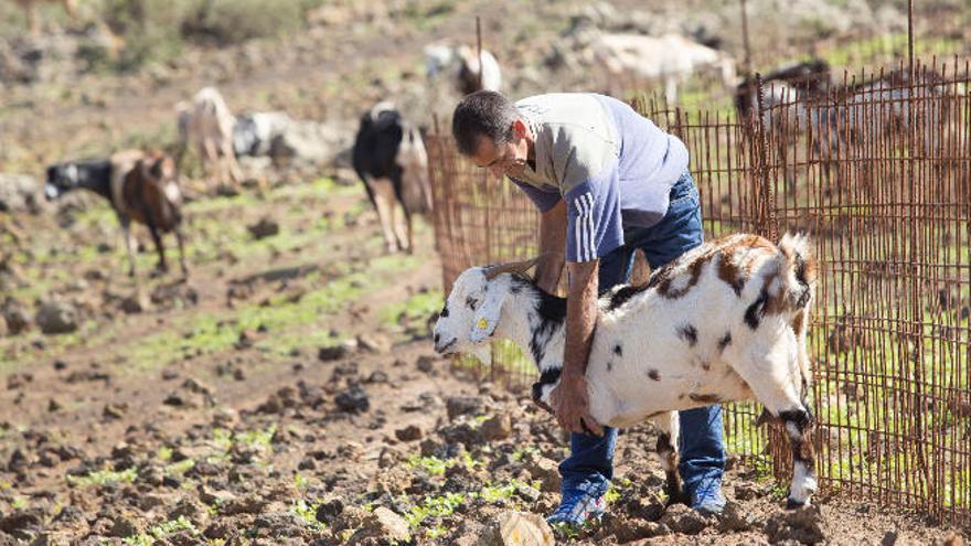 Un grupo de perros causa graves daños a un ganado de cabras en La Oliva