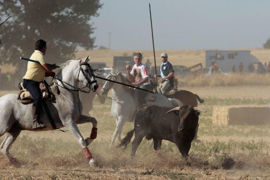 Fiestas en Zamora: Encierro en El Pego