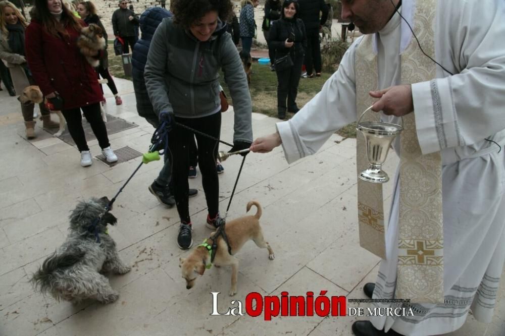 Jornada especial por San Antón en la Fortaleza del Sol de Lorca