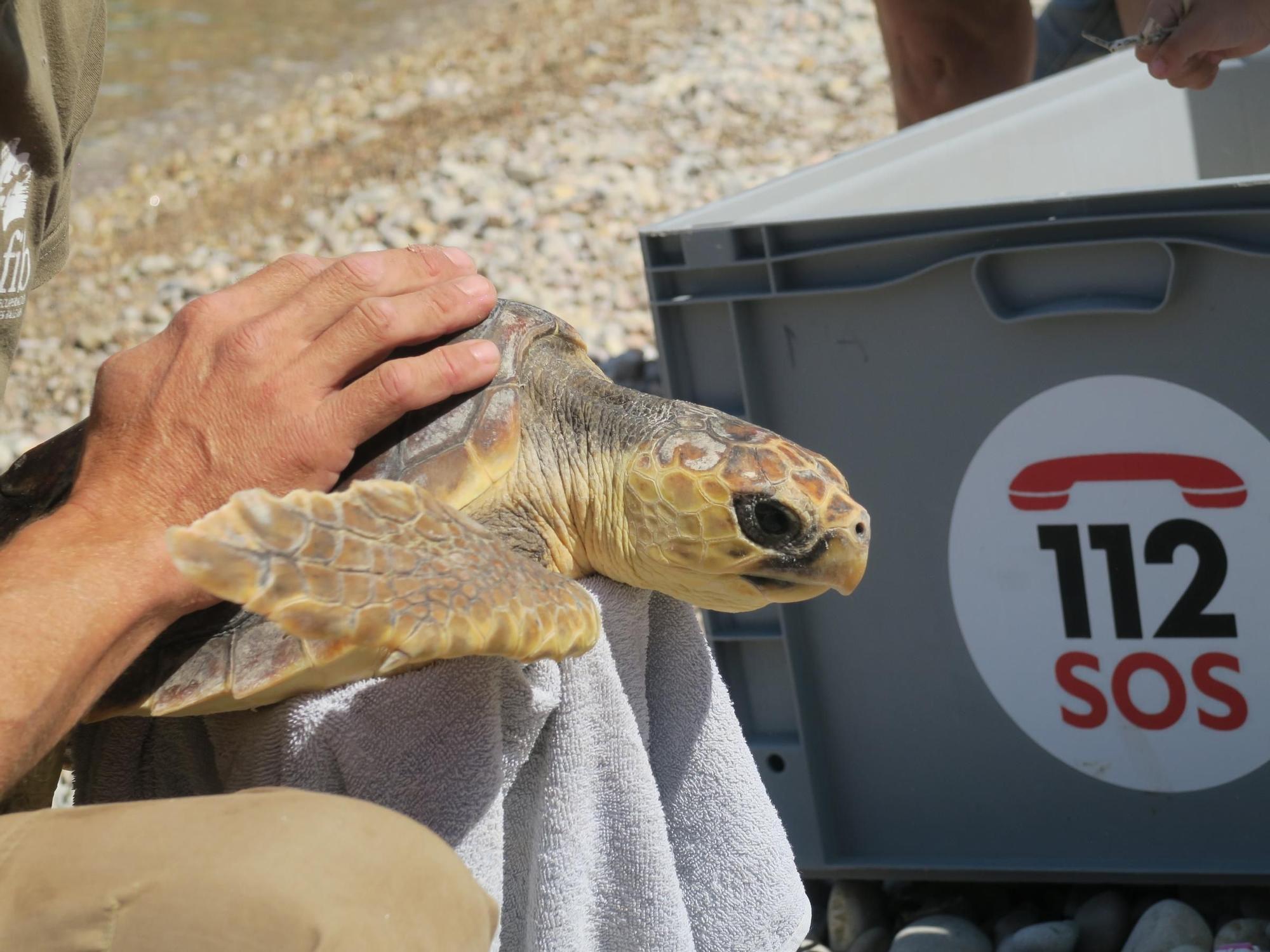 La playa de Cala Salada acoge la liberación de una tortuga marina